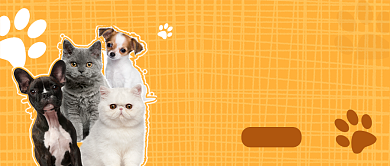 黄色简约风养猫养狗区别公众号首图背景