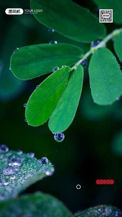 二十四节气雨水绿色摄影图手机海报背景