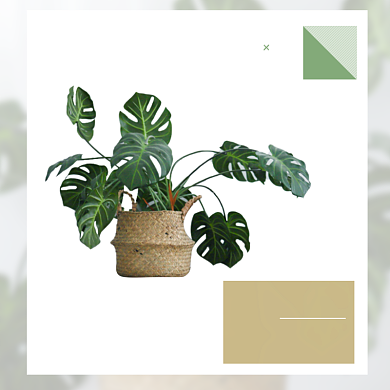 绿植清新盆栽半价起售主图直通车背景