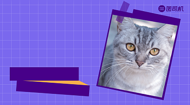 猫咪亮毛小方法手账风广告banner背景