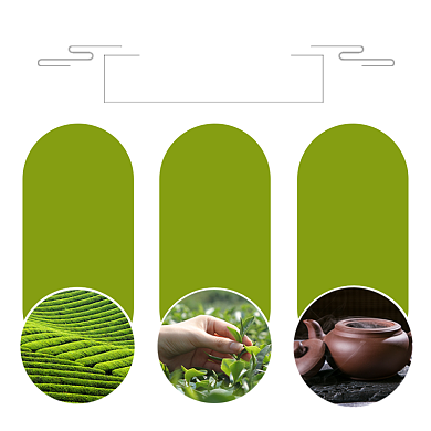 绿茶工艺介绍简约清新主图背景