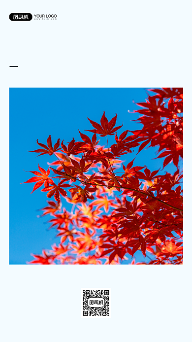 枫叶摄影早安日签清新简约手机海报背景