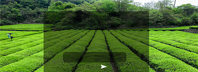 99划算节聚划算茶叶龙井茶banner背景