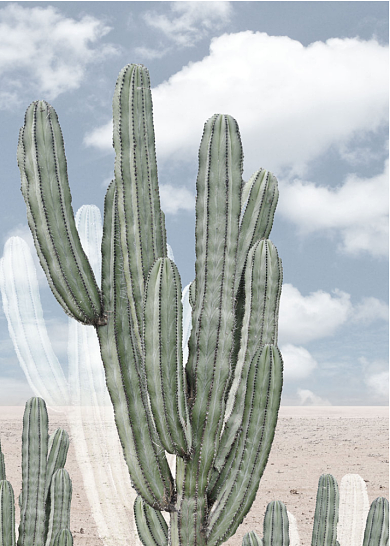 北欧现代热带植物沙漠仙人掌装饰画背景