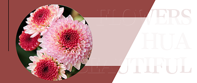 粉色小清新鲜花配送公众号封面背景