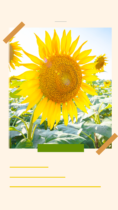 简约时尚早安励志文章配图背景