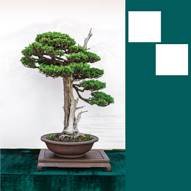 松树植物盆栽淘宝主图直通车模板背景