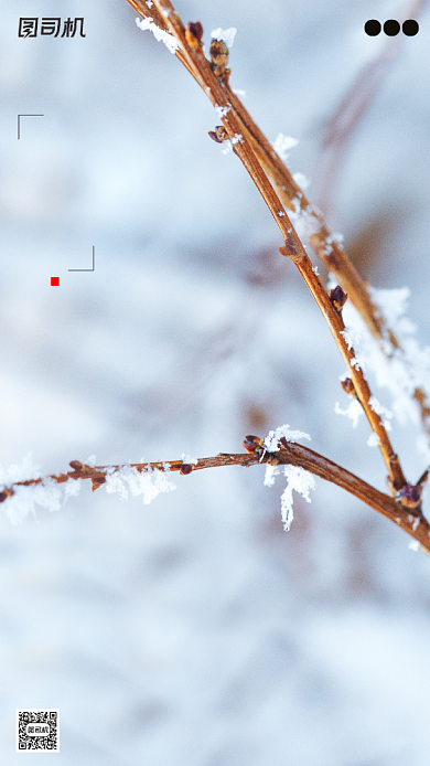 霜降节气摄影图枯枝冰霜简约手机海报背景