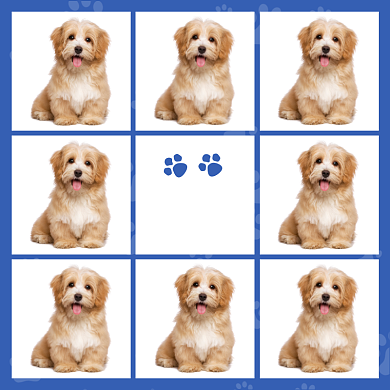 宠物狗种类展示简约可爱狗猫主图背景