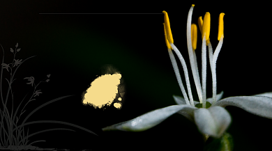 2021兰花艺术展花卉展览广告banner背景