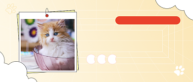 养宠物缓解孤独实景公众号首图背景