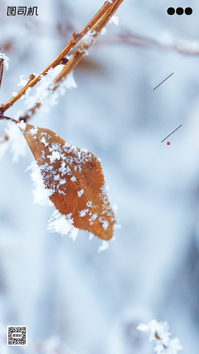 霜降节气摄影图冰霜清新文艺手机海报背景