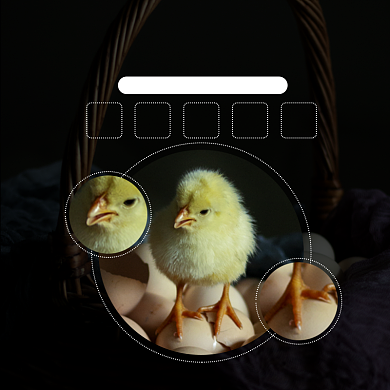 小鸡仔幼苗淘宝主图直通车模板背景