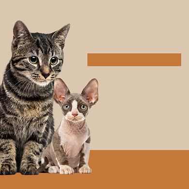 上门喂宠服务春节过年主图背景