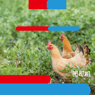 简约风农家散养土鸡乌鸡电商主图直通车背景