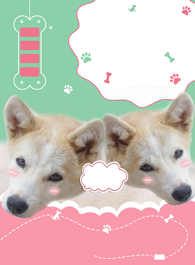 宠物狗春节寄养宠物店写实印刷海报背景
