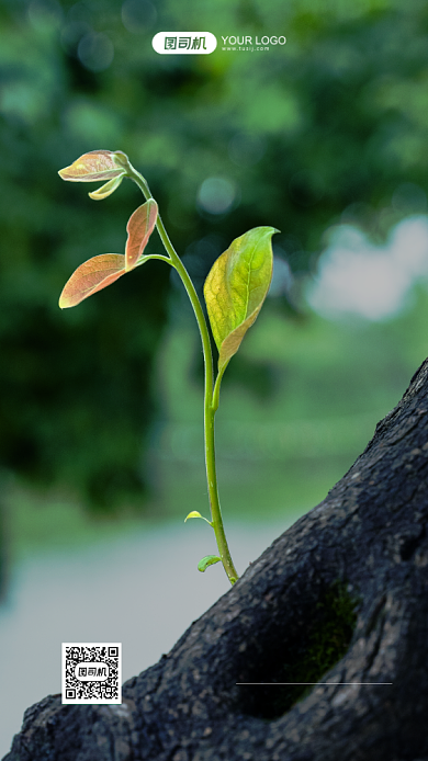 二十四节气立春摄影图清新风手机海报背景