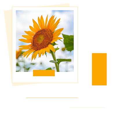 黄色文艺清新早安问候方形配图背景