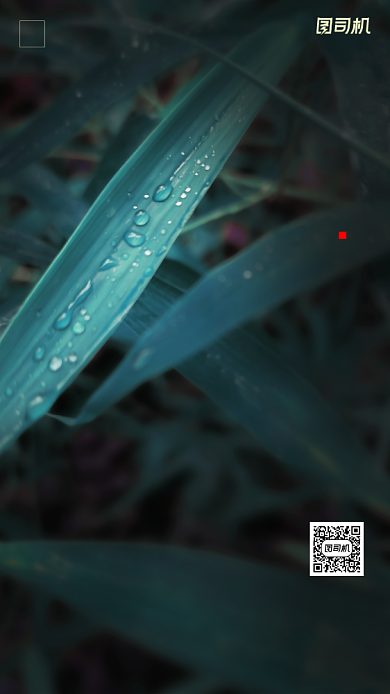 传统节气白露手机海报背景