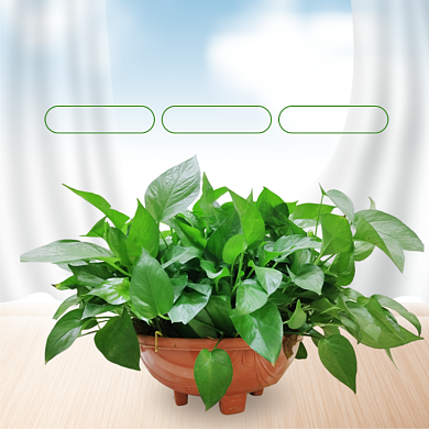 绿植清新简约主图直通车背景