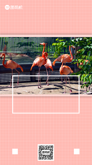 动物火烈鸟摄影手机海报日签背景