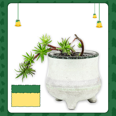 圣诞节鲜花绿植多肉主图直通车背景