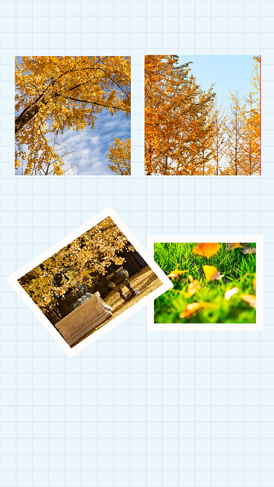 简约银杏街道文章配图背景