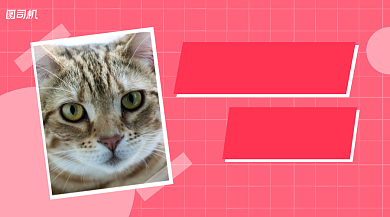 宠物美毛课堂简约清新课程封面背景