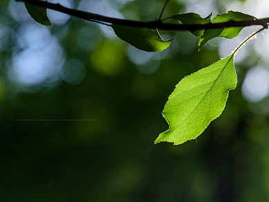 早安绿色清新横版配图背景