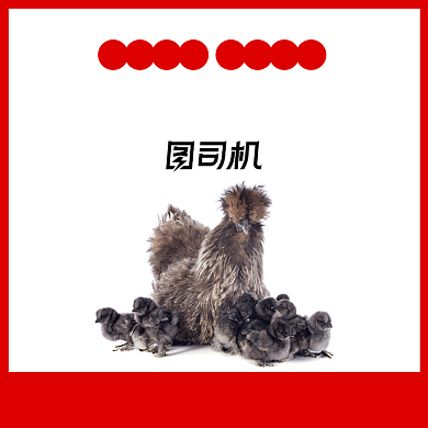 简约风农家散养土鸡乌鸡电商主图直通车背景