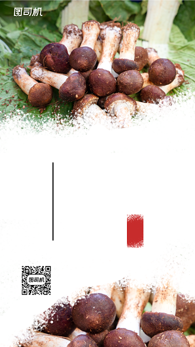 野生菌实景照片简约风手机海报背景