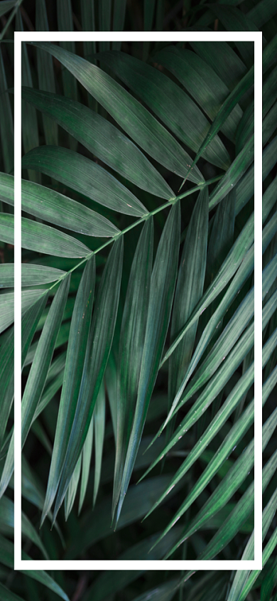 字母创意绿叶清新手机壁纸背景