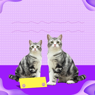 2021新年焕新宠物卡通风猫咪领养主图直通车背景