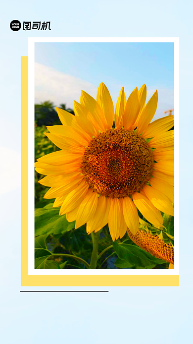 早安日签向日葵小清新海报背景