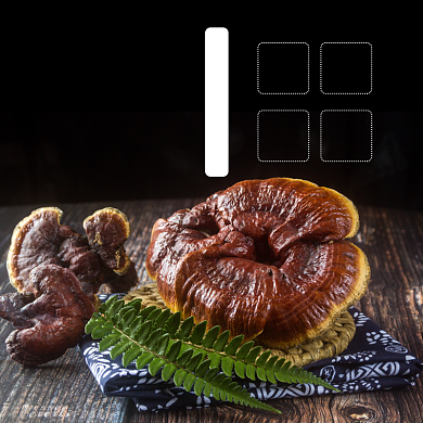 灵芝药材补品食品淘宝主图直通车模板背景