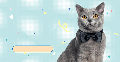 宠物猫咪寄养8折起背景