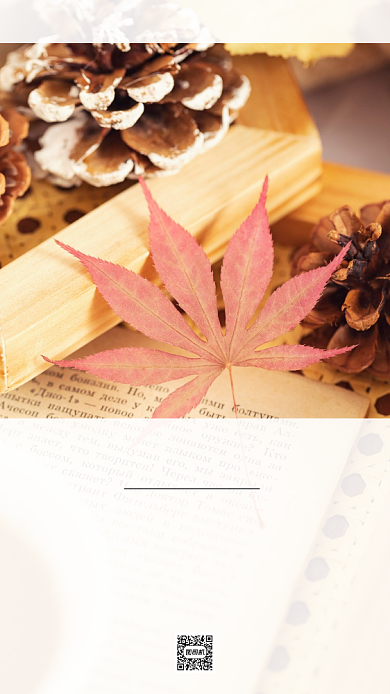 枫叶松果书本摄影日签背景