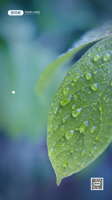二十四节气雨水摄影图清新风手机海报背景