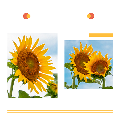 好好生活慢慢相遇向日葵方形配图背景