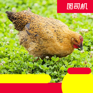 简约风农家散养土鸡乌鸡电商主图直通车背景