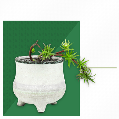 圣诞节鲜花绿植多肉盆栽主图直通车背景