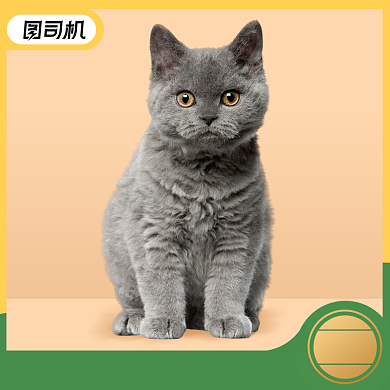 宠物直播选择主图直通车图背景