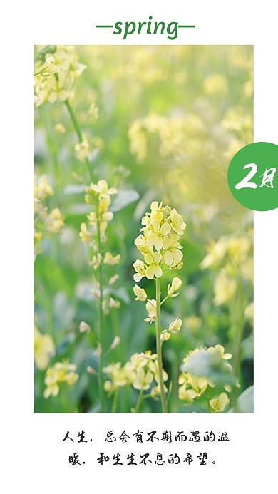 立春春天来了逆光摄影图油菜花竖版配图