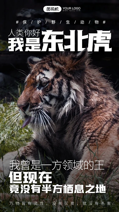 野生动物保护东北虎摄影图手机海报