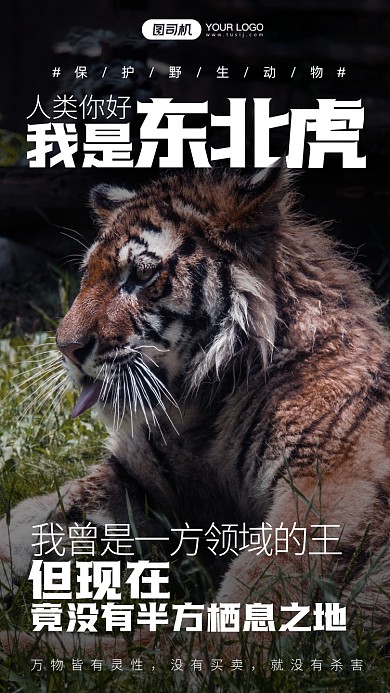 野生动物保护东北虎摄影图手机海报