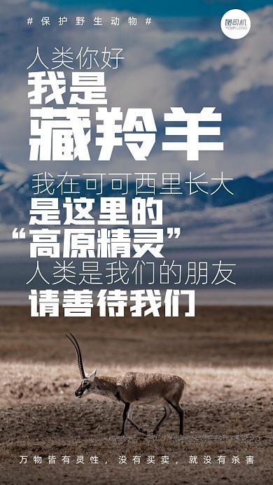 野生动物保护藏羚羊摄影图手机海报