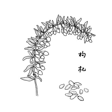 枸杞简约手绘简笔画
