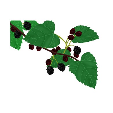 卡通绿叶手绘简笔画