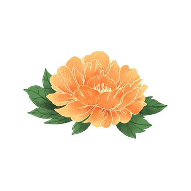 黄色牡丹手绘简笔画