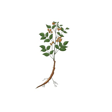 绿色植物手绘简笔画